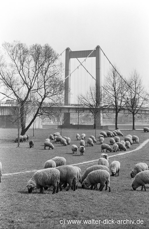 Schafherde an der Mülheimer Brücke 1955